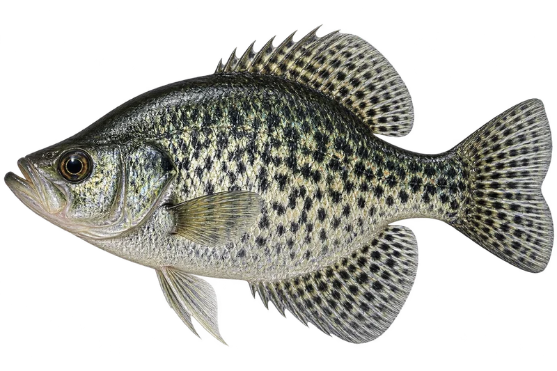 Black Crappie realistic specimen illustration