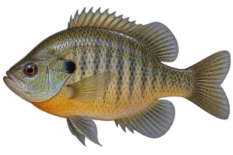 Bluegill realistic specimen illustration