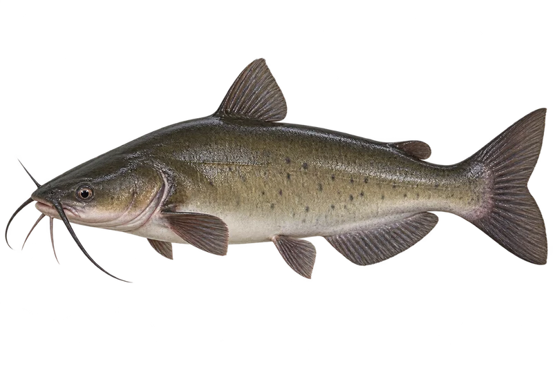 Channel Catfish realistic specimen illustration