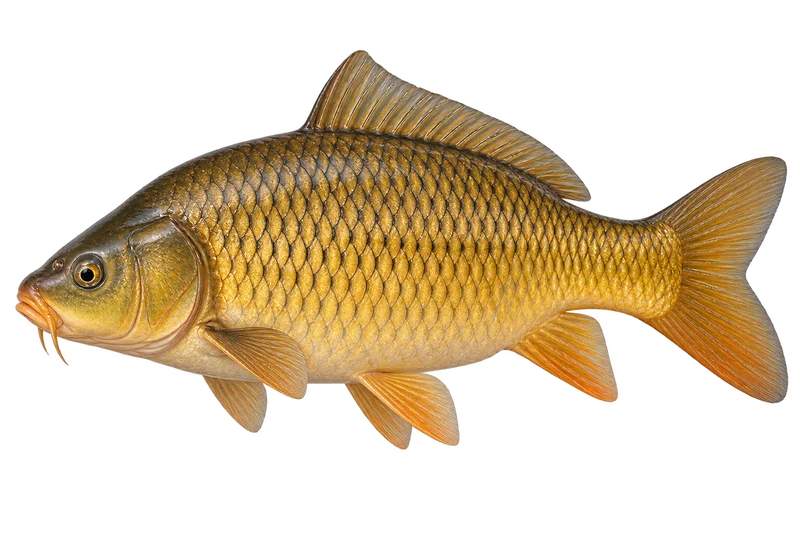 Golden Carp realistic specimen illustration