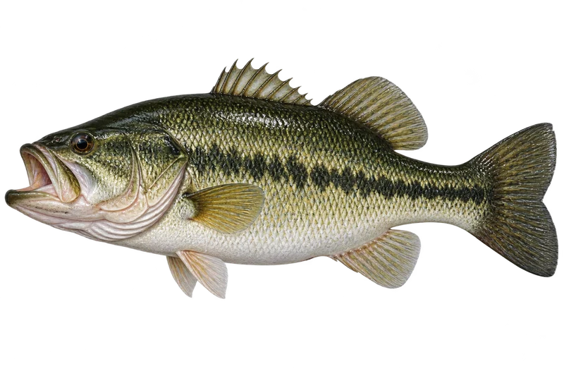 Largemouth Bass realistic specimen illustration