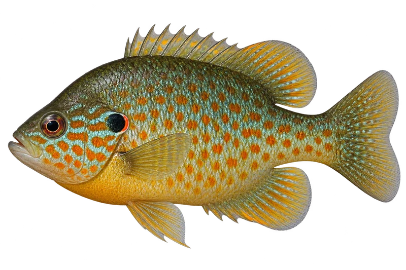 Pumpkinseed realistic specimen illustration